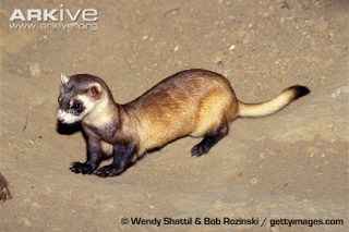 Illustration for article titled Monday Mustelid - Mustela nigripes Edition